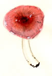 Russula Fragilis