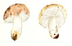 Russula Fragrantissima