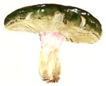 Russula Grisea