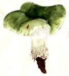 Russula Olivacea