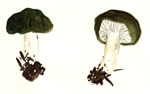 Russula Parazurea