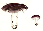 Russula Placita Group