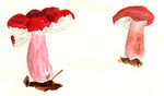 Russula Rosacea