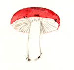 Russula Silvicola