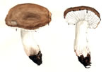 Russula Sororia Group