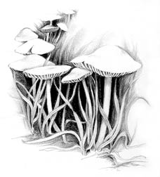 FairyRing Mushroom -- Click for larger image