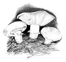 Matsutake -- Click for larger image