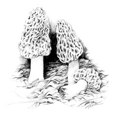 Morels -- Click for larger image