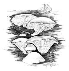 Oyster Mushroom -- Click for larger image