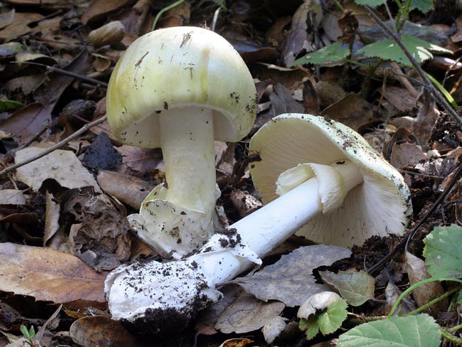 Amanita phalloides