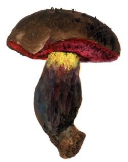 Boletus