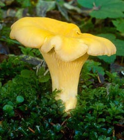 Chanterelle