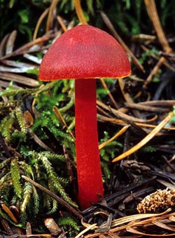 Hygrocybe