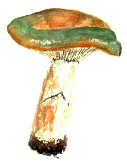 Lactarius