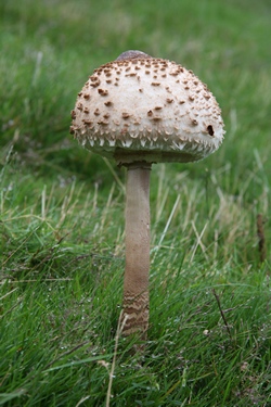 Parasol mushroom