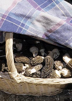 Basket of Morels