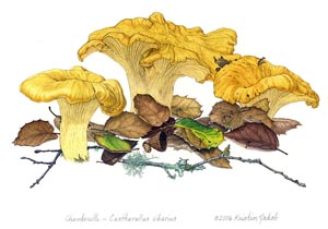 Chanterelles