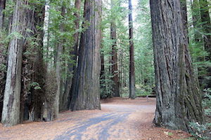 Humboldt Redwoods