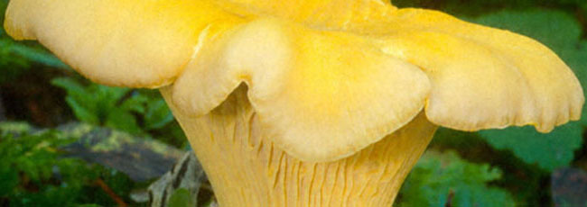 Chanterelle