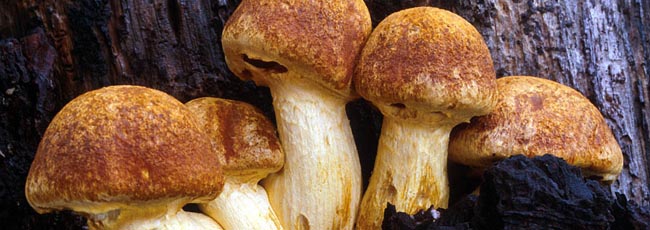 Gymnopilus