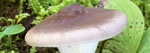 Ampulloclitocybe clavipes