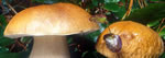 Boletus edulis