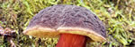 Boletus zelleri