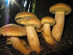 1st-Gymnopilus(Hugh Smith)