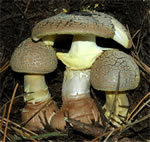 4th-Amanita franchetii(Dimitar Bojantchev)